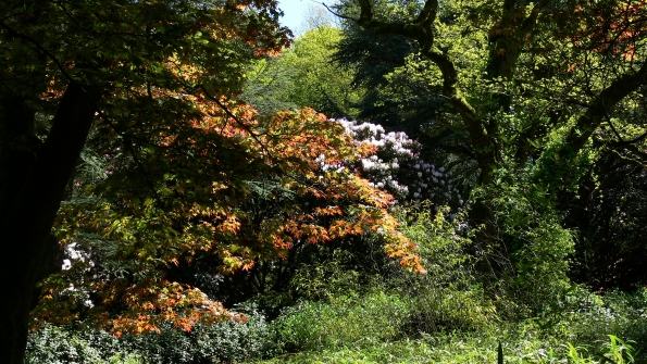 Bois des Moutiers (209) Mai 2012